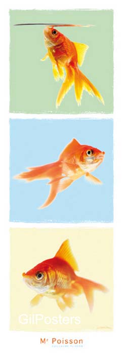 דג זהב כפול 3 דגים מים ים אקווריום סנפיר